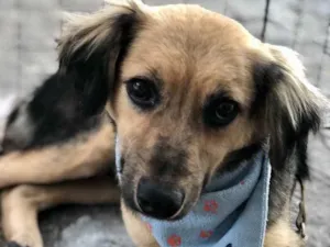 Cachorro raça Srd idade 1 ano nome Pingo