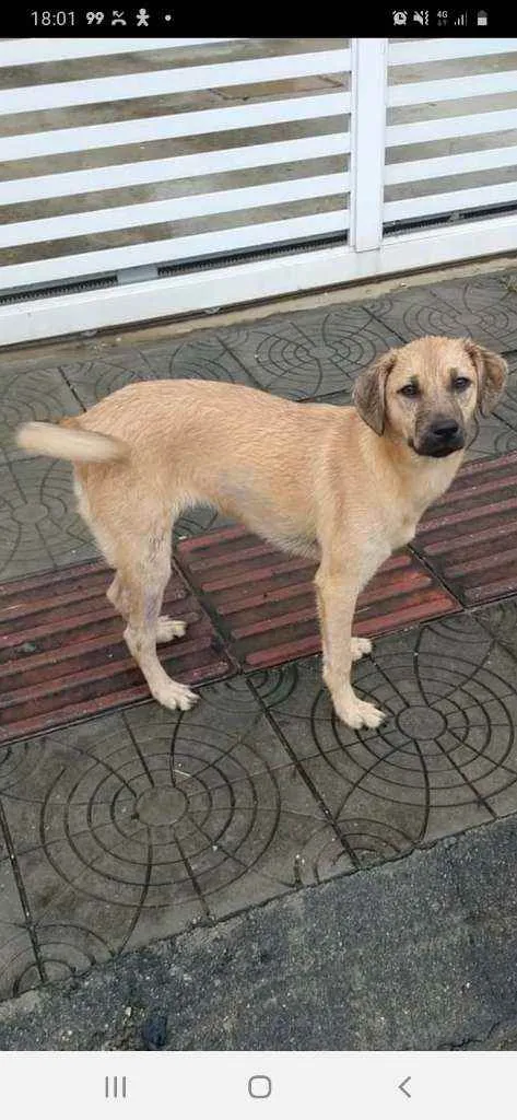 Cachorro ra a Srd idade 7 a 11 meses nome Mel