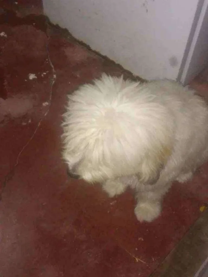 Cachorro ra a Poodle idade 7 a 11 meses nome Bethovem