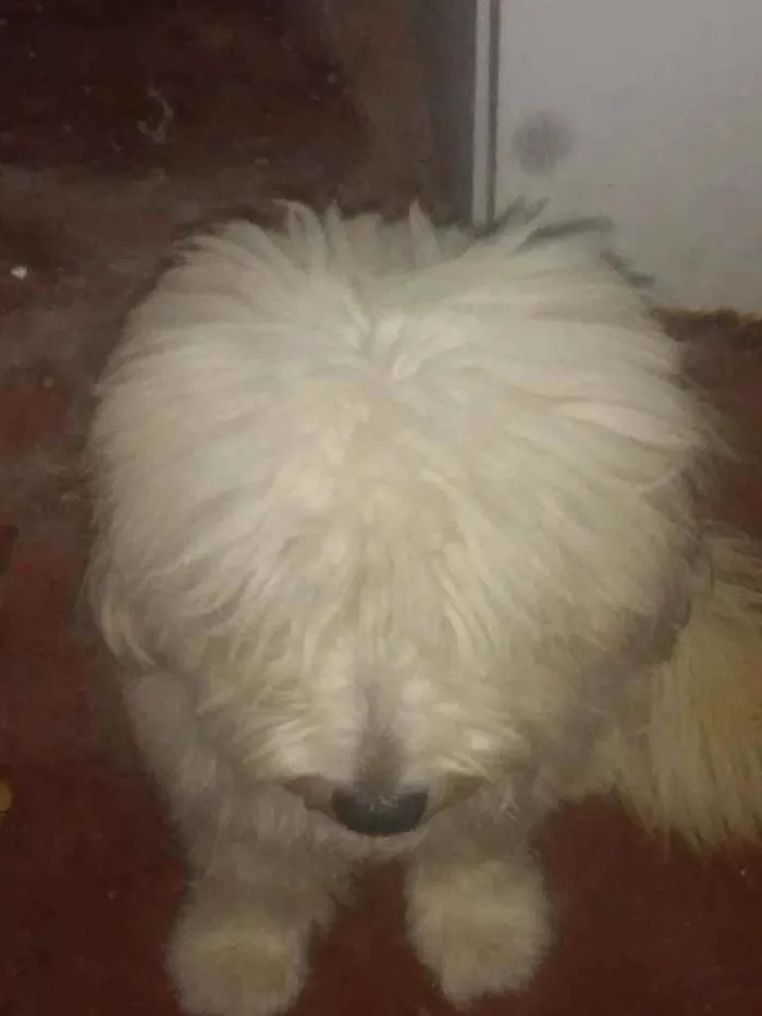Cachorro ra a Poodle idade 7 a 11 meses nome Bethovem