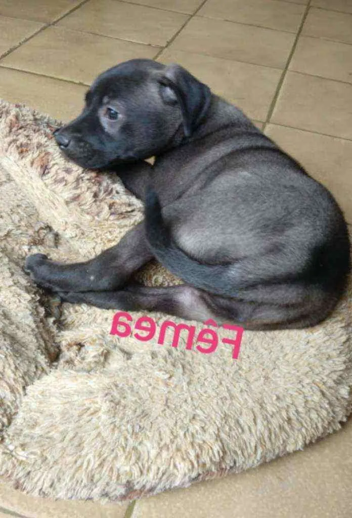 Cachorro raça SRD idade Abaixo de 2 meses nome Suzi