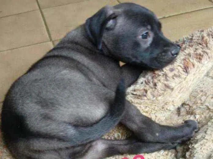 Cachorro raça SRD idade Abaixo de 2 meses nome Suzi