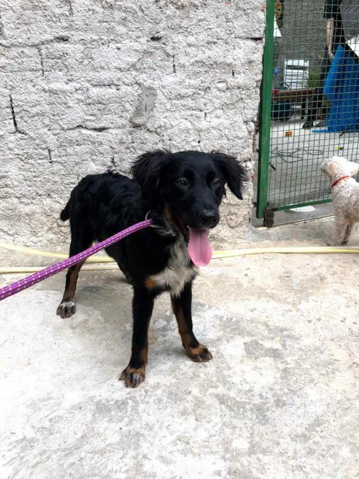 Cachorro ra a Srd idade 7 a 11 meses nome Willy