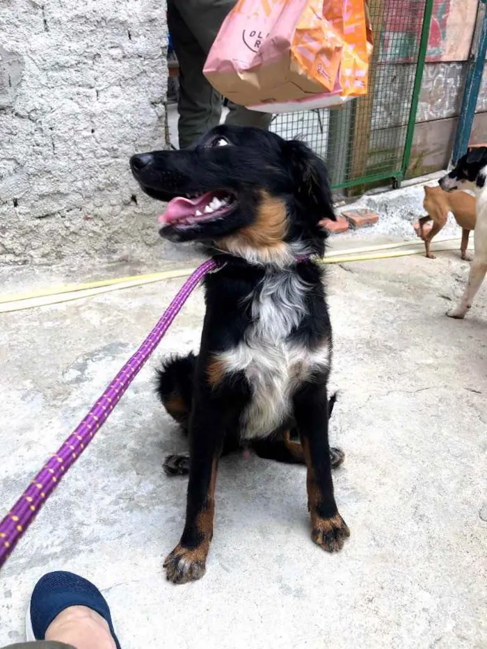 Cachorro ra a Srd idade 7 a 11 meses nome Willy
