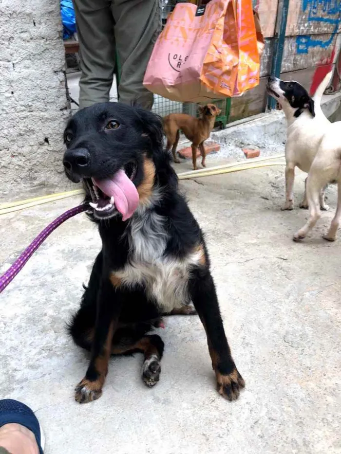 Cachorro ra a Srd idade 7 a 11 meses nome Willy