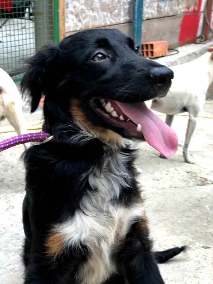 Cachorro ra a Srd idade 7 a 11 meses nome Willy