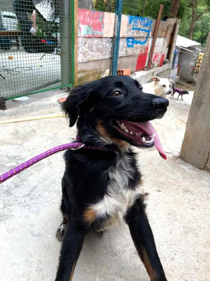 Cachorro ra a Srd idade 7 a 11 meses nome Willy