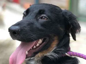 Cachorro raça Srd idade 7 a 11 meses nome Willy