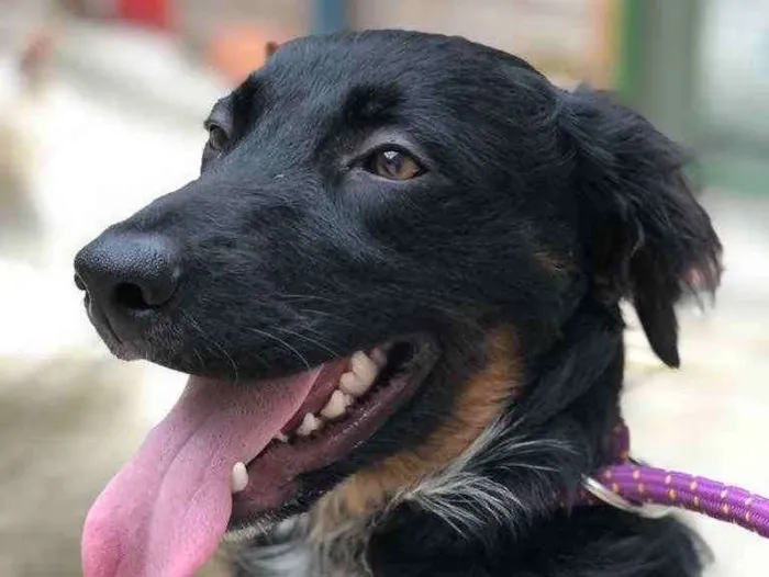 Cachorro ra a Srd idade 7 a 11 meses nome Willy