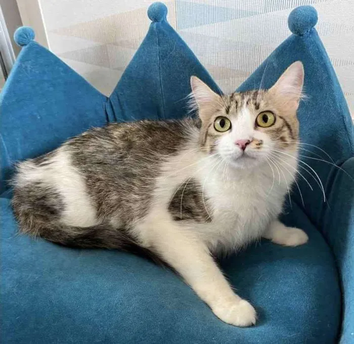 Gato ra a SRD idade 7 a 11 meses nome CINDY