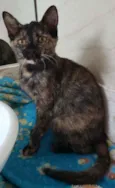 Arya