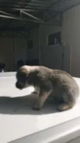 Cachorro