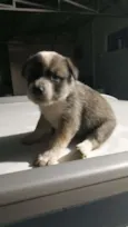 Cachorro