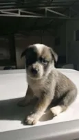 Cachorro