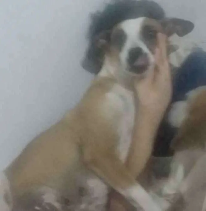 Cachorro ra a SRD idade 2 anos nome Maia 