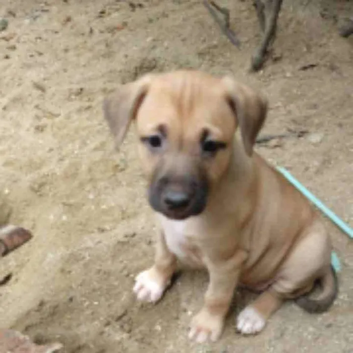 Cachorro ra a SRD idade Abaixo de 2 meses nome Lila
