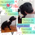 Pitoco