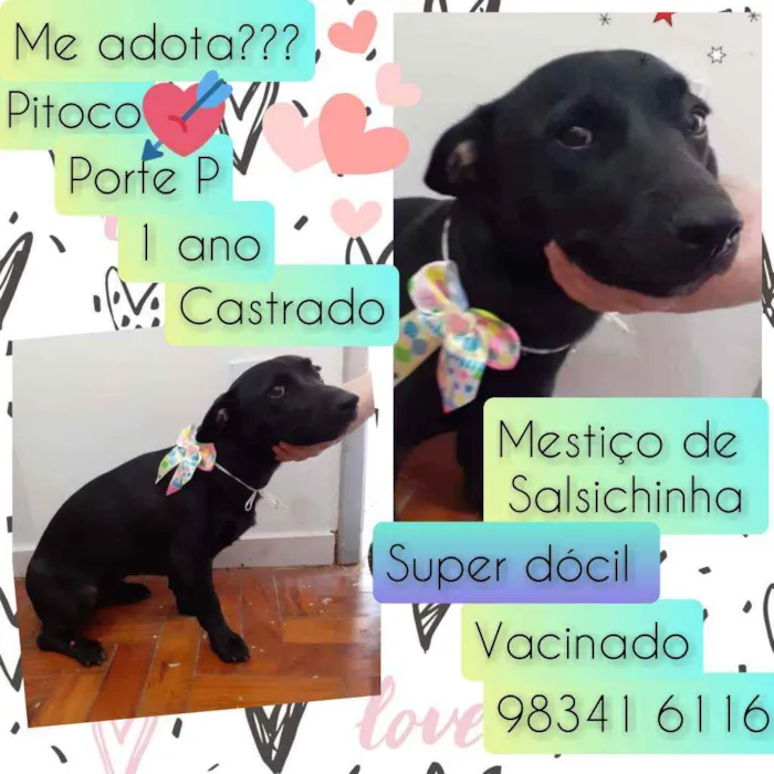 Cachorro raça SRD idade 1 ano nome Pitoco