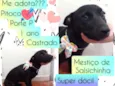 Pitoco