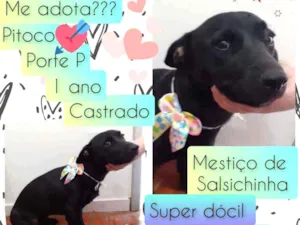 Cachorro raça SRD idade 1 ano nome Pitoco