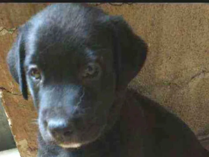 Cachorro ra a SRD idade Abaixo de 2 meses nome Vicky