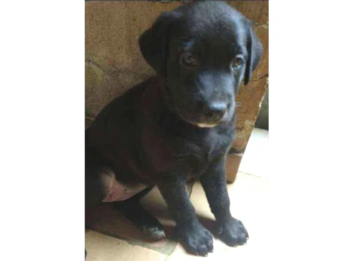 Cachorro ra a SRD idade Abaixo de 2 meses nome Vicky