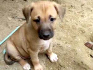 Cachorro raça SRD idade Abaixo de 2 meses nome Lila