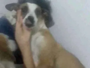 Cachorro raça SRD idade 2 anos nome Maia 