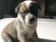 Cachorro