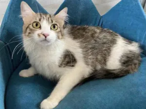 Gato raça SRD idade 7 a 11 meses nome CINDY