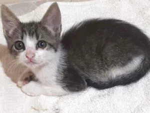 Gato raça Sem raça  idade 2 a 6 meses nome Sem nome 