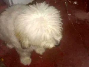 Cachorro raça Poodle idade 7 a 11 meses nome Bethovem