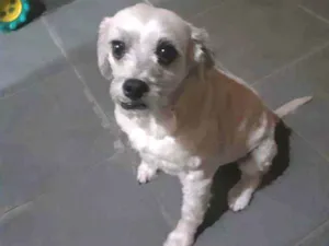 Cachorro raça SRD-ViraLata idade 5 anos nome Bob