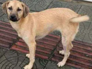 Cachorro raça Srd idade 7 a 11 meses nome Mel