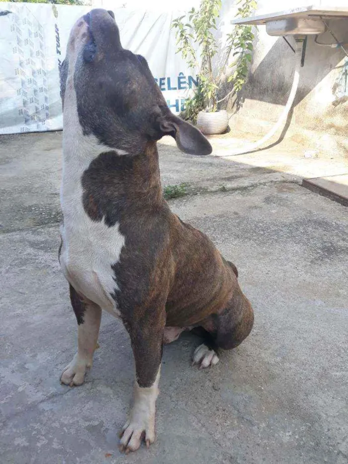 Cachorro ra a Pitbull idade 2 a 6 meses nome BamBam