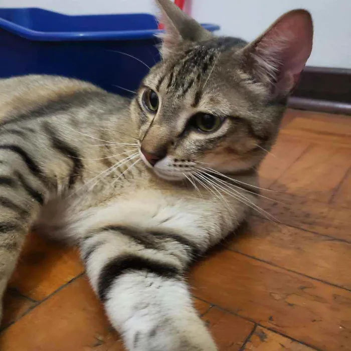 Gato raça SRD idade 1 ano nome Bob