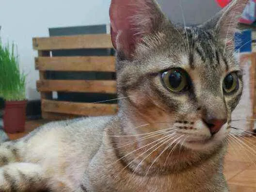 Gato raça SRD idade 1 ano nome Bob