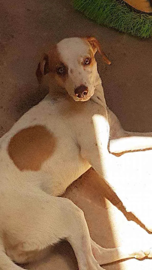 Cachorro ra a  idade 7 a 11 meses nome Lupita