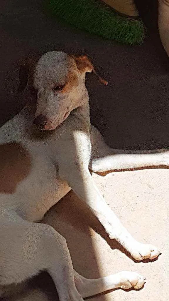 Cachorro ra a  idade 7 a 11 meses nome Lupita