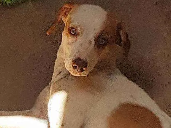 Cachorro ra a  idade 7 a 11 meses nome Lupita