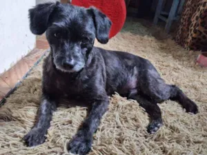 Cachorro raça srd idade 4 anos nome Kalvin