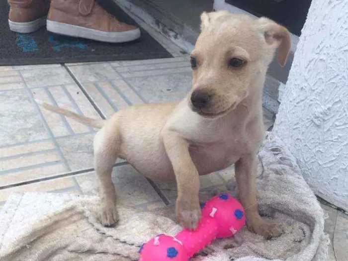 Cachorro ra a SRD idade 2 a 6 meses nome Fester
