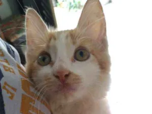 Gato raça  idade 2 a 6 meses nome Zoe