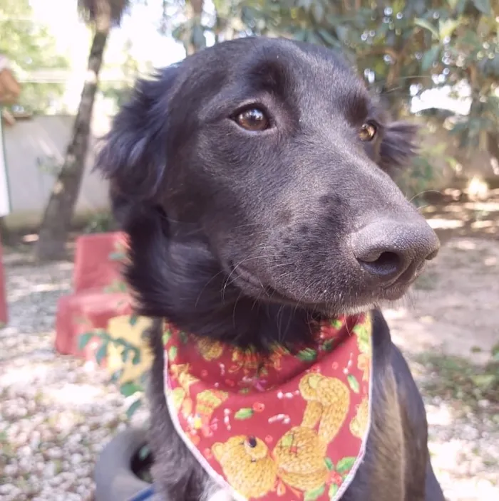 Cachorro ra a SRD-ViraLata idade 2 a 6 meses nome Zara
