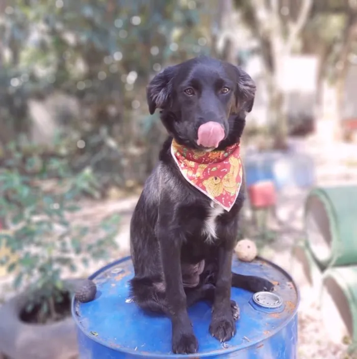 Cachorro ra a SRD-ViraLata idade 2 a 6 meses nome Zara