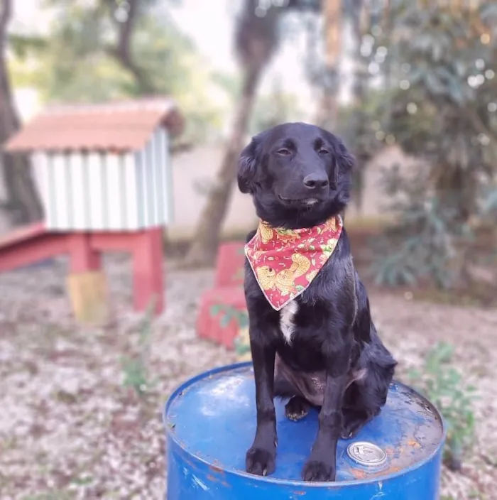 Cachorro ra a SRD-ViraLata idade 2 a 6 meses nome Zara