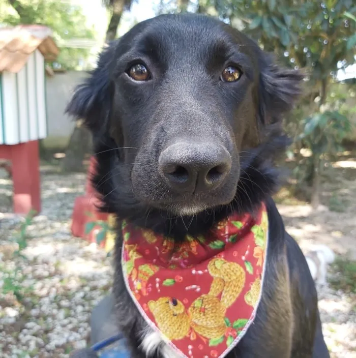 Cachorro ra a SRD-ViraLata idade 2 a 6 meses nome Zara