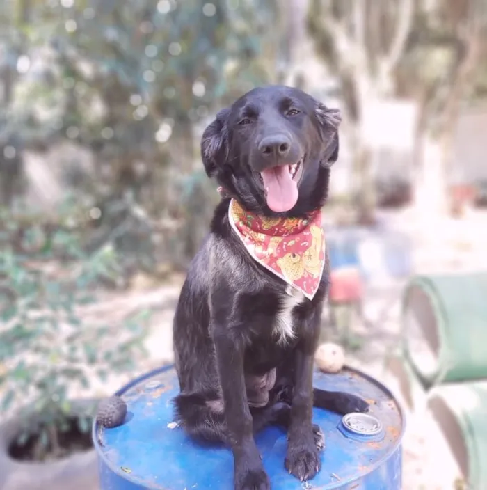 Cachorro ra a SRD-ViraLata idade 2 a 6 meses nome Zara
