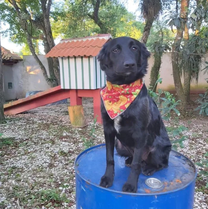 Cachorro ra a SRD-ViraLata idade 2 a 6 meses nome Zara