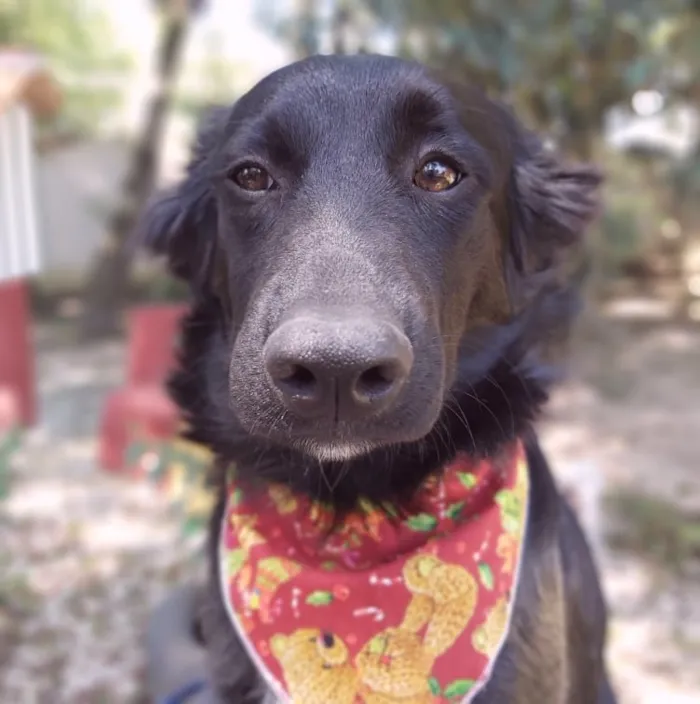 Cachorro ra a SRD-ViraLata idade 2 a 6 meses nome Zara